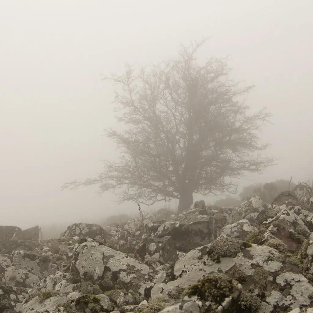 An image of a tree on a foggy hill.