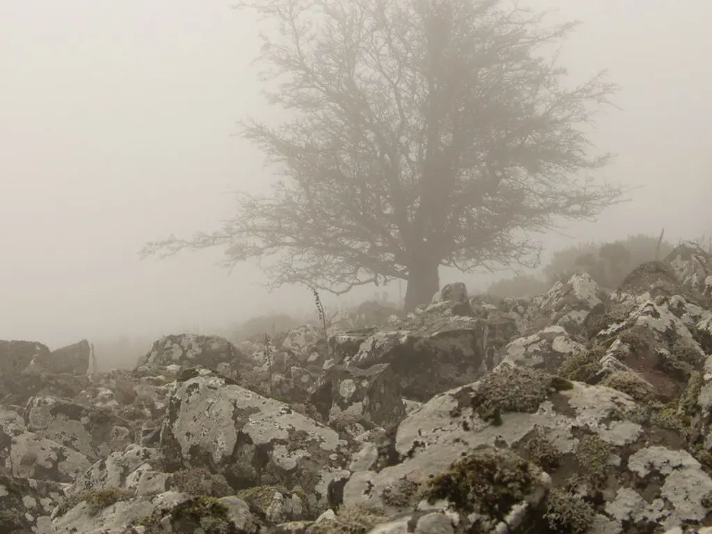 An image of a tree on a foggy hill.